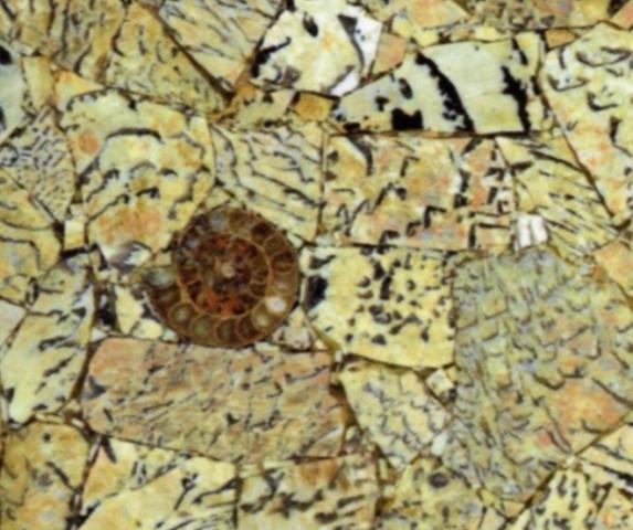 Scheda tecnica: FELDSPATH TIGER WITH AMMONITES, pietra semipreziosa naturale lucida sudafricana 