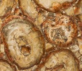 Scheda tecnica: PETRIFIED WOOD BROWN, pietra semipreziosa naturale lucida della Namibia 