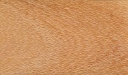 Scheda tecnica: GREVILLEA, quercia massiccia levigata americana 